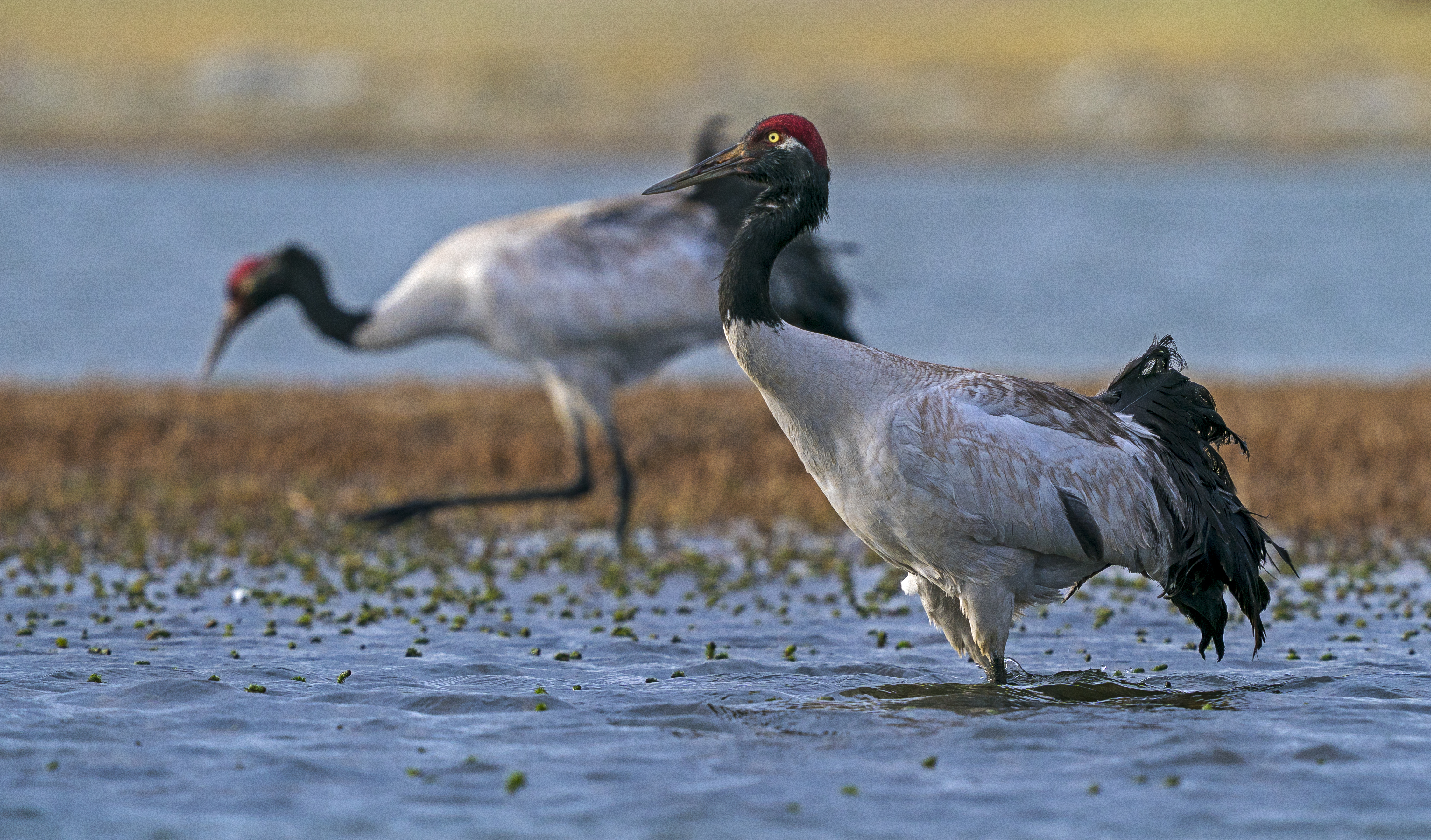 Black-necked Cranes